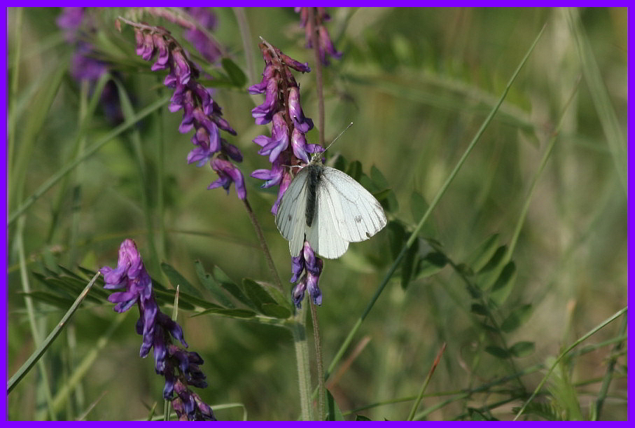 Pieris bryoniae?